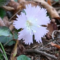 イワウチワ,岩団扇(イワウチワ),イワウチワ(岩団扇),自生,檜原村の画像