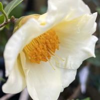 ツバキ,黄の御前,花のある暮らし,おうち園芸,小さな庭の画像