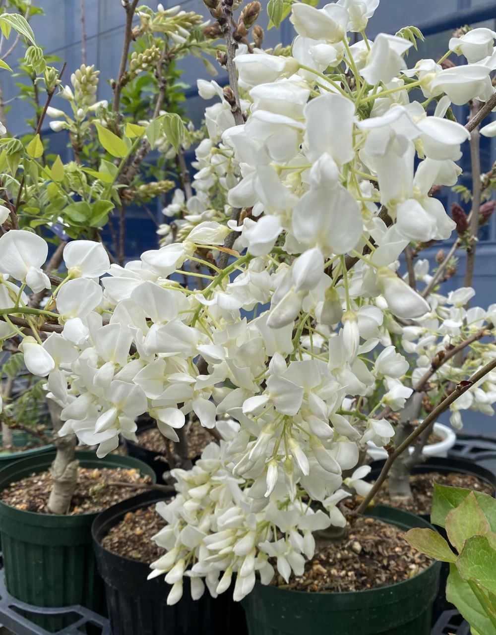 四季花鸟- 苏绣折叠屏风- 苏绣,苏州刺绣,苏绣批发|苏绣腾龙绣庄