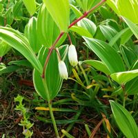 ナルコユリ,ヒトツバタゴ,ヒメリンゴ,レモンの花♡の画像