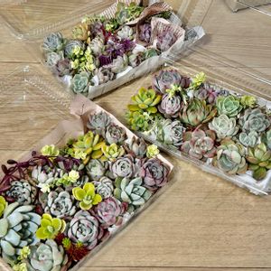 多肉植物,葉挿し,多肉植物 エケベリア,ベランダ多肉,葉挿し赤ちゃんの画像
