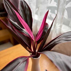 コルジリネ,観葉植物,切り花,水耕栽培,グリーンの画像