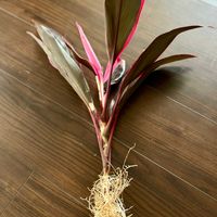 観葉植物,切り花,水耕栽培,グリーン,生花の画像