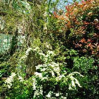 街の植栽,植物写真,植物散歩,植物散策,街中の植物の画像