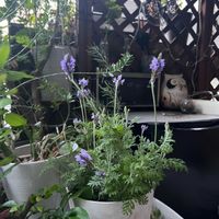 レースラベンダーの画像