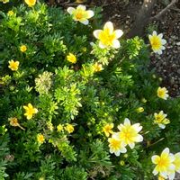 ビデンス キャンプファイヤー レモンシロップ,お花,多年草,おうち園芸,庭の画像