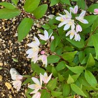 PW ヒメウツギ　ユキチェリーブロッサム,お花,庭木,花木,低木の画像