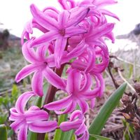ヒヤシンス 水耕栽培,クモマグサ（雲間草）,ジンチョウゲ（沈丁花）,ジンチョウゲ（沈丁花）,忘れな草のピンクの画像