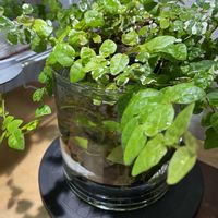 フィカス・プミラ,水草・アヌビアスナナ,ハイドロカルチャー,部屋の中,植物初心者の画像