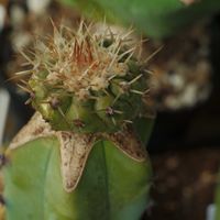 ハオルチア,多肉植物,観葉植物,塊根植物,サボテン科の画像