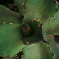 ハオルチア,多肉植物,観葉植物,塊根植物,サボテン科の画像