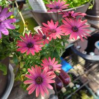 花のある暮らし,庭の画像