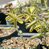 アルブカ,アルブカ,アルブカ コンコルディアナム,アルブカ コンコルディアナム,アルブカ コンコルディアナの画像