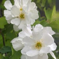 リキュウバイ,つぼみ！！,綺麗な色♡,白い花,落葉低木の画像