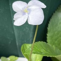 スミレ,アルビフローラ（ソロリア）,鉢植え,ネコ好き,山野草の画像