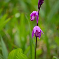 ヤブツバキ,紫蘭しらん,近所,散歩道の花,一眼レフ撮影の画像
