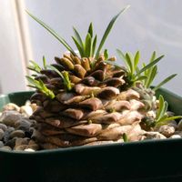 オベサ,ユーフォルビア 鉄甲丸,ユーフォルビア・オベサ鉄甲,ユーフォルビア,やまさんちのオベサ鉄甲実生記録の画像