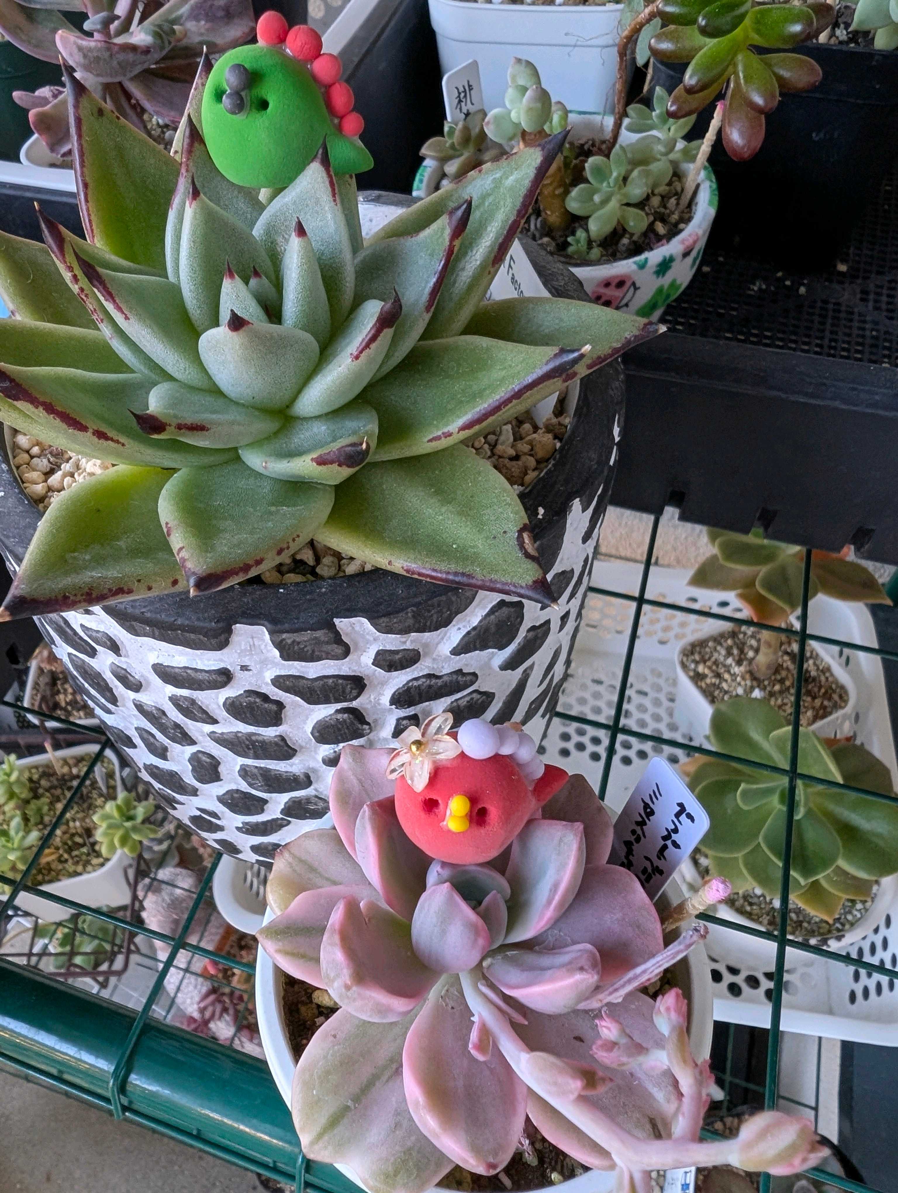 ミセスリチャード錦の一覧｜🍀GreenSnap（グリーンスナップ）