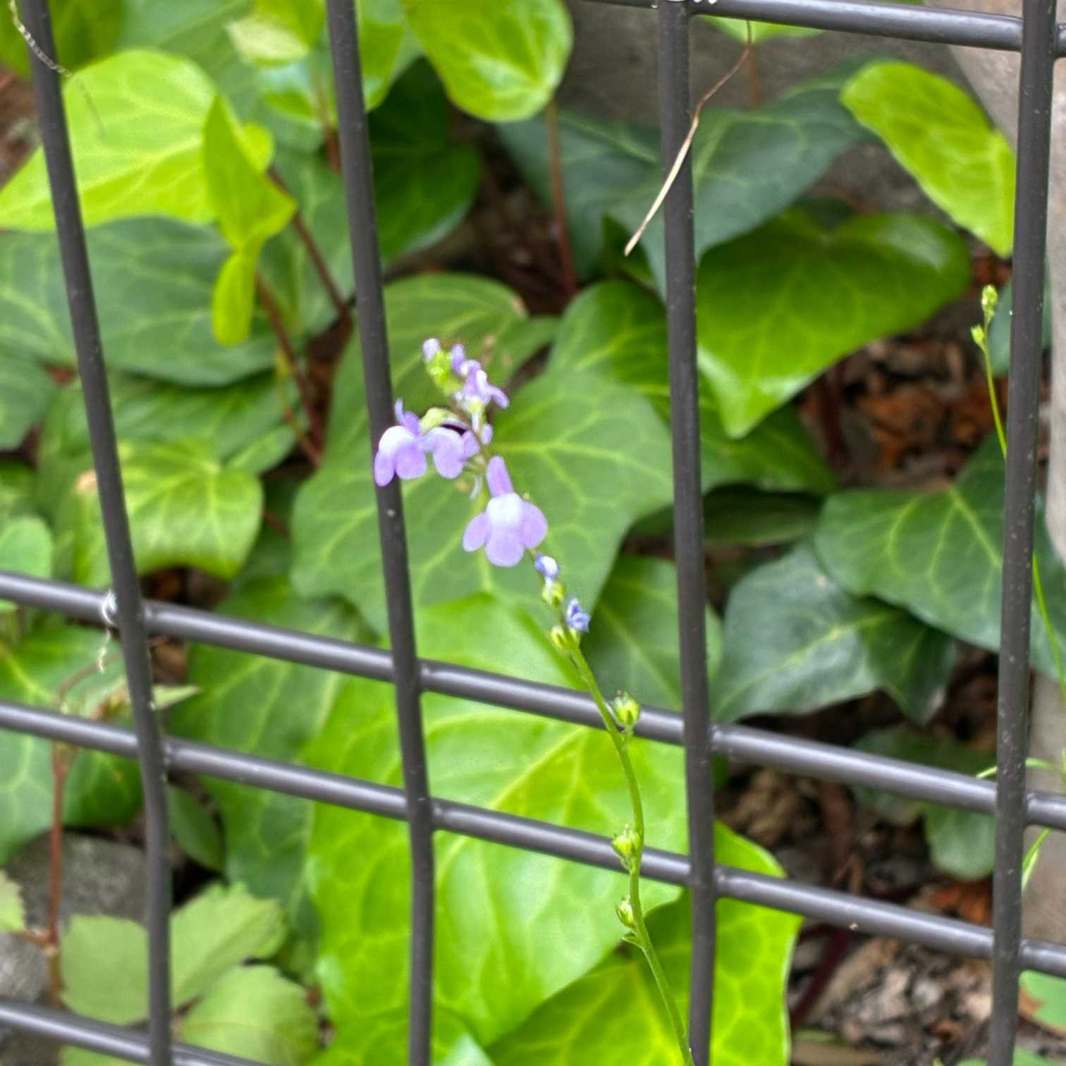 【中古】 東京周辺季節の花散歩/交通新聞社 東京花散歩2025/4/18｜🍀GreenSnap（グリーンスナップ）