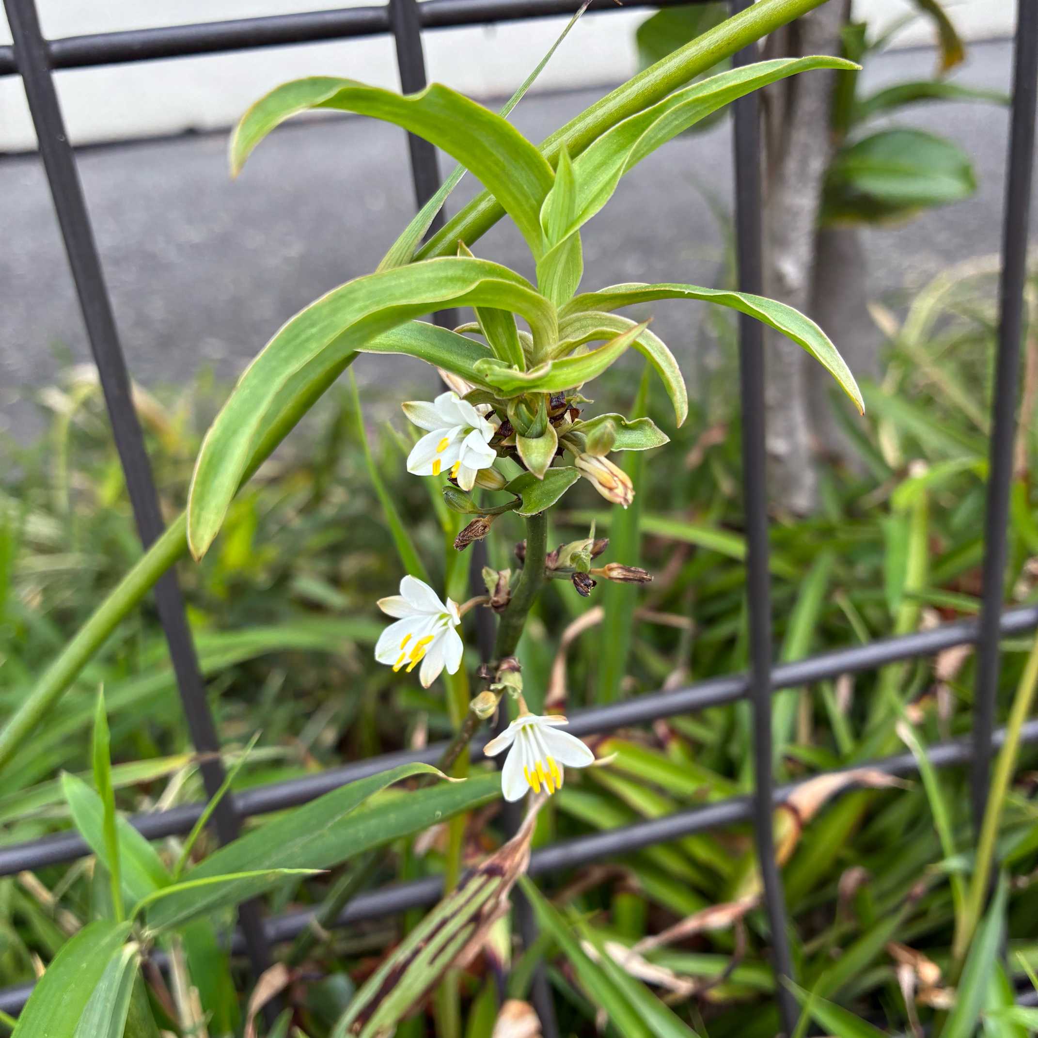 【中古】 東京周辺季節の花散歩/交通新聞社 東京花散歩2025/4/18｜🍀GreenSnap（グリーンスナップ）