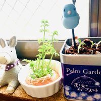 ネモフィラ,人参,キッチン,家庭菜園の画像
