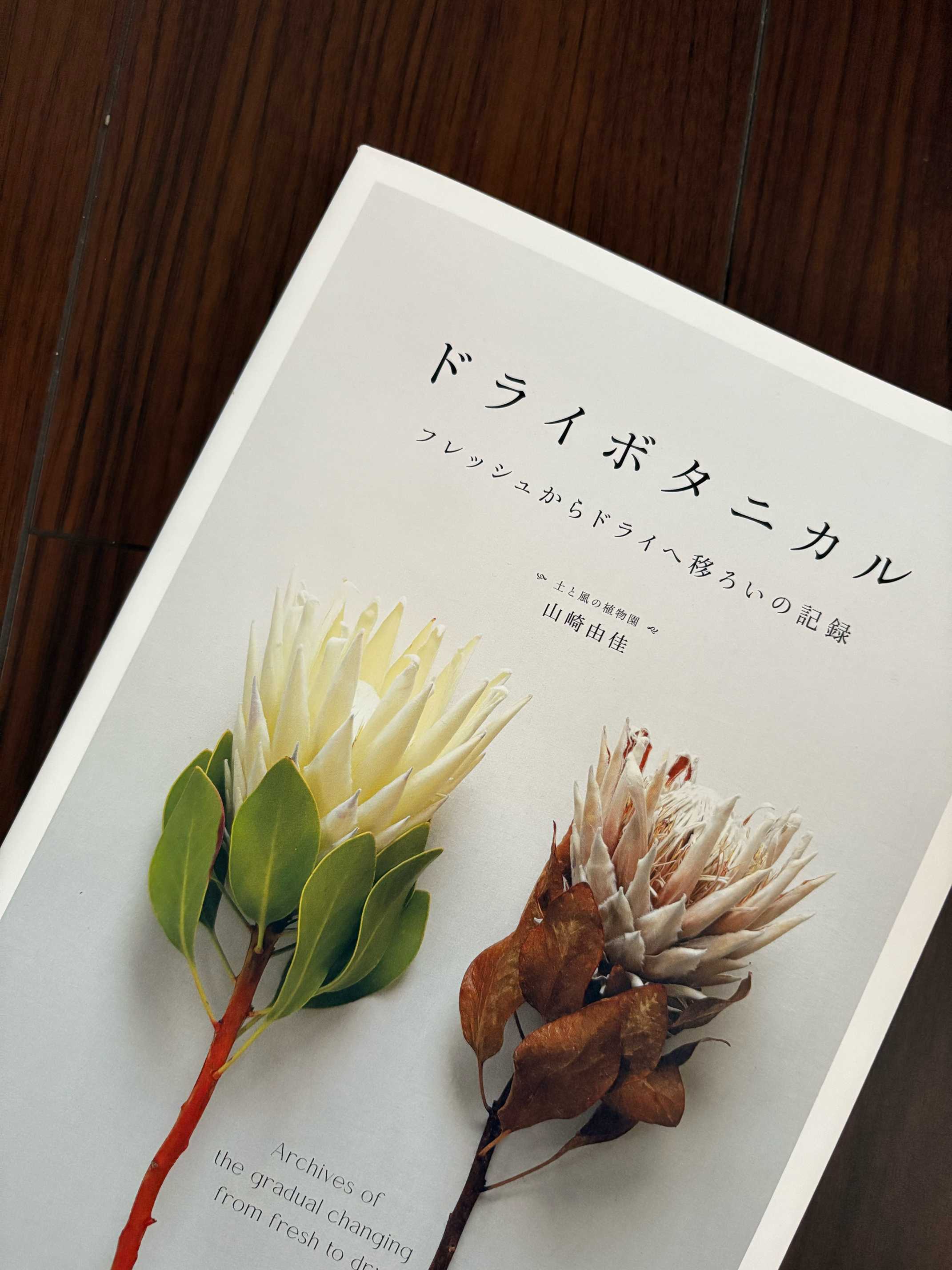 自己主張する植物 楽天市場】厳選産直 人気のトゲ無し 柱サボテン 3株仕立 8号鉢