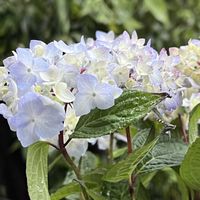 アジサイ,紫陽花,山紫陽花,山あじさい,ヤマアジサイ✴︎の画像