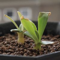 オトンナ属,コーデックス,根塊植物,タニラー,その他部屋の画像