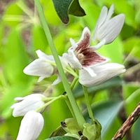ムベ,ムベ(トキワアケビ),つる性植物,花言葉,白い花の画像