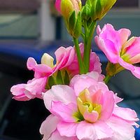 ストック,ツルニチニチソウ,ナニワイバラ,ハナモモ,菜の花の画像