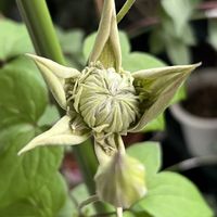 クレマチス,クレマチス ミゼットブルー,クレマチス 水面の妖精,つる性植物,花言葉の画像