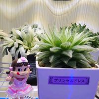 ハオルチア,多肉植物,観葉植物,塊根植物,花の画像