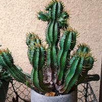 紅彩閣,多肉植物,ユーフォルビア,珍奇植物,コンクリート鉢の画像