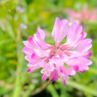 レンゲソウ,レンゲ,れんげ草,お花,今日の花の画像