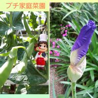 ジャーマンアイリス,スナップえんどう,花言葉,プチ家庭菜園,ペコちゃん祭りの画像