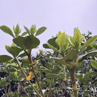 ビオラ,プリムラオブコニカ,クチナシ八重の画像