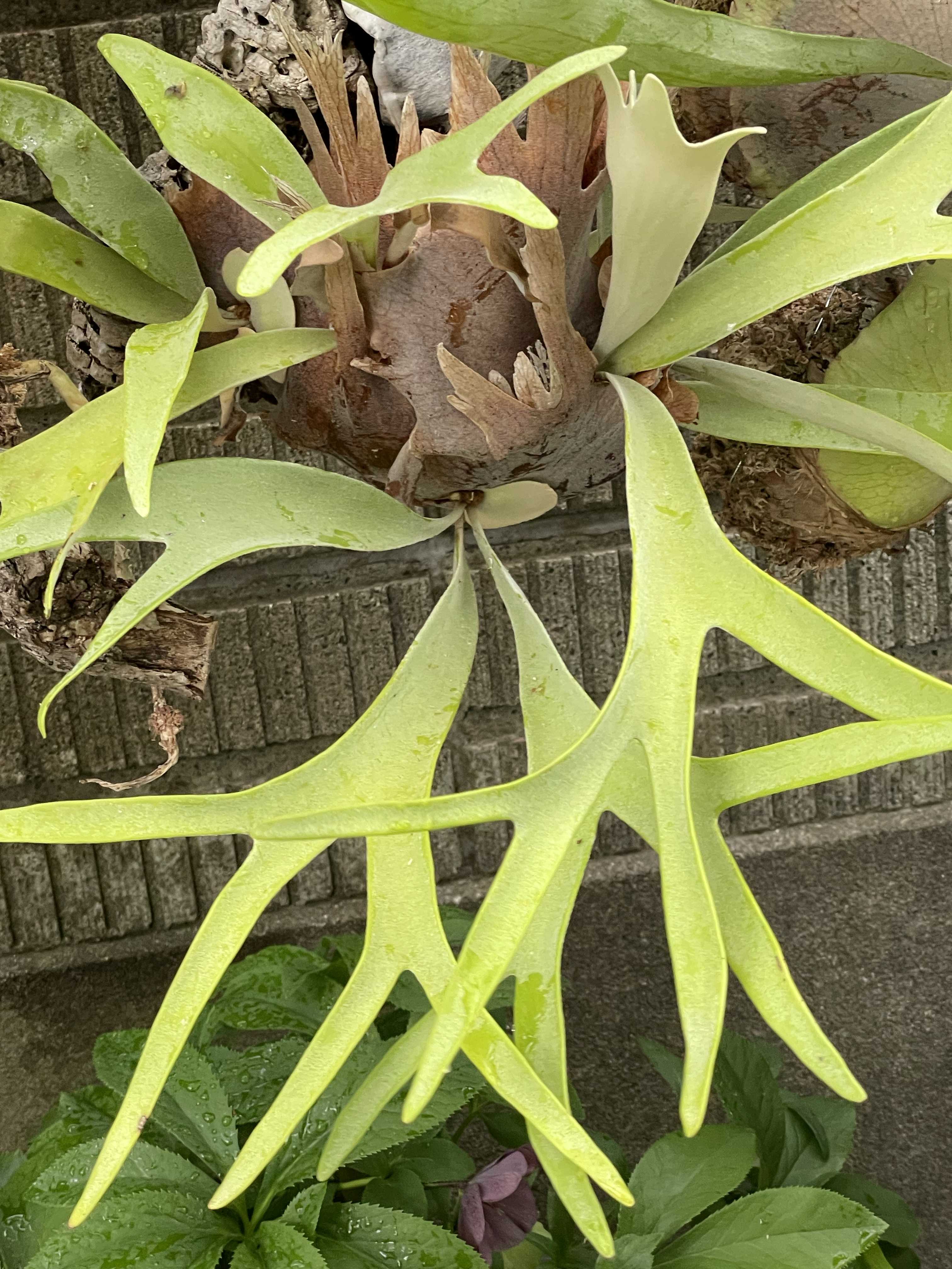 リドレイの成長について ビカクシダの森