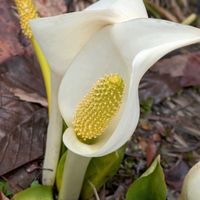 ミズバショウ,水芭蕉,水芭蕉群生地,斑入り水芭蕉,白い花の画像