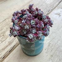 白雪ミセバヤ,多肉植物,多肉植物のある暮らし,小さな庭の画像