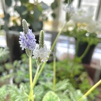 カラミンサ,レースラベンダー,no green no life,植物のある暮らし,ほしつながりの画像