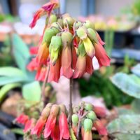 カランコエ,不死鳥錦,不死鳥,多肉植物の画像