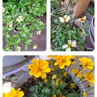 ウインターコスモス,レンゲソウ,ヒデンス,お出掛け先,玄関の画像