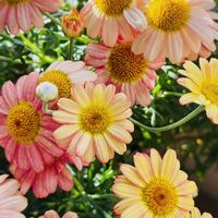バジル,青紫蘇,ほうれん草,ボンザマーガレット,花のある暮らしの画像