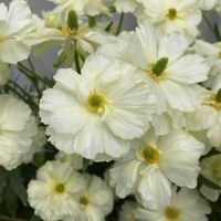ラナンキュラスラックス,ラナンキュラスラックス グレーシス,お花,花のある暮らし,新潟県の画像