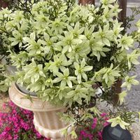 クレマチス,クレマチス ペトリエイ,お花,花のある暮らし,新潟県の画像