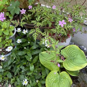 ゲラニウム,山野草,白い花,ピンクの花,落葉低木の画像