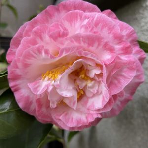 サイネリア,マーガレットデイビス,咲いた！,花のある暮らし,小さな庭の画像