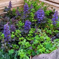 オモト,丸葉万年草,リュウノヒゲ,アシュガ,庭の画像