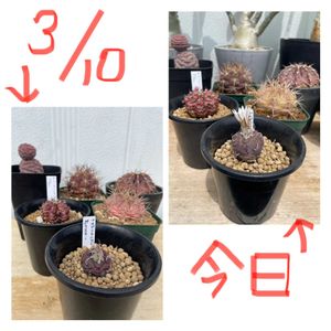サボテン,尾形丸,ゲオメトリクス,ツルビニカルプス　ポラスキー,LB2178の画像