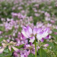 レンゲソウ,レンゲソウ,れんげ畑,大好きなお花,今日のお花の画像